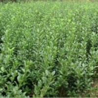 潢川大型綠化苗木基地供應廣玉蘭，法桐，紫薇，紅楓等各種綠化苗