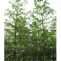綠化苗木桃花心木、天竺桂、盆架子、尖葉杜英、大葉紫薇、雞冠刺