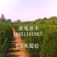 江蘇沭陽蜀檜價格