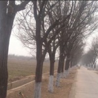 國槐 山東國槐 國槐基地