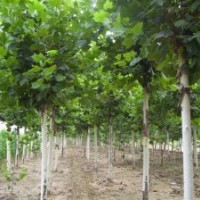 國槐 8-50公分國槐 國槐價格 國槐基地