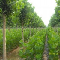 國槐 8-50公分國槐 國槐價格 山東國槐