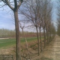 國槐 山東國槐 國槐基地 國槐價格