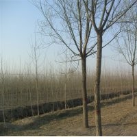 山東速生國槐價格