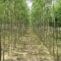 竹柳工程苗、竹柳綠化苗、竹柳插段