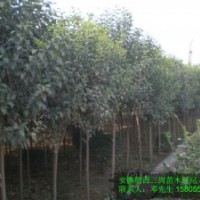 合肥館驛苗木場大量出售紅葉李 大葉女貞 香樟 桂花 紫薇等綠化用