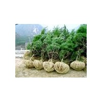 供應白皮松價格，1米白皮松－6米白皮松價格，山西白皮松