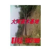 國槐全冠帶球價格
