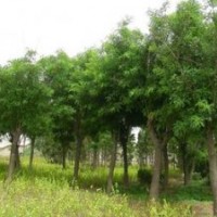 供應：紫荊、紫薇、木槿、櫻花、國槐、垂槐、大葉黃楊 等等