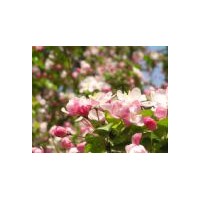 供應(yīng)西府海棠、垂絲海棠、桂花、香樟、玉蘭、紅楓