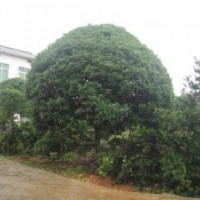 湖南精品桂花價格湖南極品桂花樹