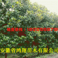 8公分10公分12公分12公分15公分廣玉蘭價格