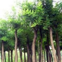 國槐，國槐苗，國槐樹