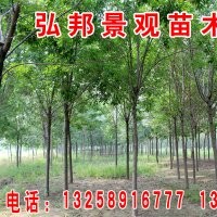 長期供應白蠟，速生白蠟，國槐，速生國槐，垂柳，竹柳，速生柳