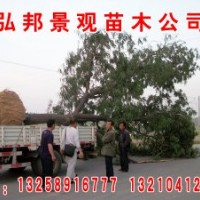 山東弘邦景觀苗圃出售1公分至10公分國槐，速生國槐，速生白蠟