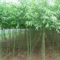 青柳一號(hào) 種條