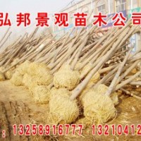 惠民6-10公分二次定桿白蠟，10-30公分土球全冠國槐
