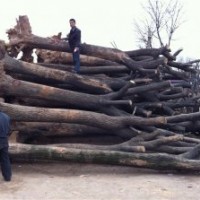 2年國槐，3-15公分國槐，30公分國槐