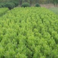 供小葉黃楊，小葉黃楊價格，江蘇小葉黃楊價格，小葉黃楊基地價格