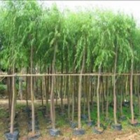 8公分垂柳價格8-20公分饅頭柳垂柳供應商機