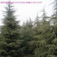 雪松價(jià)格,棕櫚價(jià)格,紅花繼木球價(jià)格,八月桂價(jià)格表