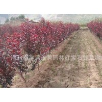 大量優質紅葉李子苗，密枝紅葉李，太陽李苗，