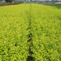 長(zhǎng)期供應(yīng)金葉女貞、龜甲冬青、杜鵑等苗木