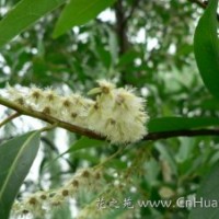 長(zhǎng)期供應(yīng)垂柳、八月桂、杜英等苗木。