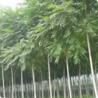 低價欒樹3-4公分，質優價廉