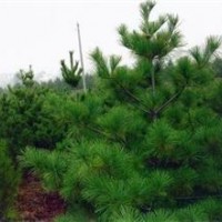 供應華山松小苗。華山松小苗
