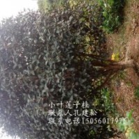 供應安徽八月桂4-5-6-7-8-9-10-12-15公分