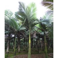瀘州假檳榔，假檳榔風景樹，假檳榔基地，假檳榔