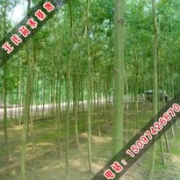 黃柳應用廣泛
