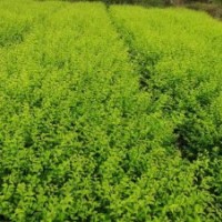 供應(yīng)紅葉石楠、桃葉珊瑚、八角金盤、金邊黃楊等苗木