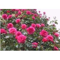 供應(yīng)薔薇