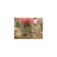 紅葉石楠價格，南京紅葉石楠球價格，2013年紅葉石楠球價格行情