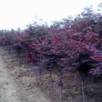 供應；紅楓小苗紅楓幼苗紅楓種子