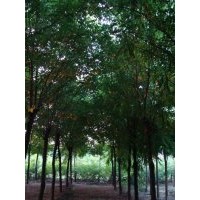 8-12公分刺槐