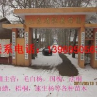 冠縣苗圃紫葉李,國(guó)槐,毛白楊