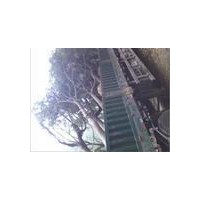 國槐種植基地國槐之鄉河北