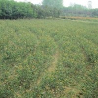 供應綠化苗木桂花 烏桕 桂花 廣玉蘭 香樟 紫薇 紅葉李
