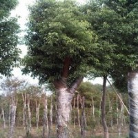 安徽肥西供應烏桕 桂花 黃連木 廣玉蘭 三角楓 紫薇 香樟紅葉李紅