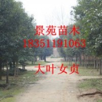 大葉女貞價格