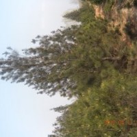 供應(yīng)白皮松、白皮松價格、3米白皮松價格