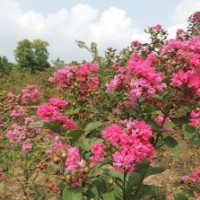 苗圃到期，處理1-3公分的紫薇