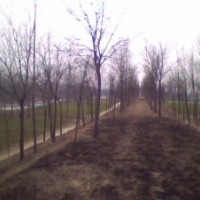 國槐 8-50公分國槐 國槐價格 國槐基地