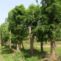 湖北隨州全冠骨架移植樸樹銀杏樹，桂花，木瓜，三角楓，樸樹，皂