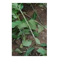 供應(yīng)圓蠟2號(hào)白蠟半成品苗(秋悶子），實(shí)生苗