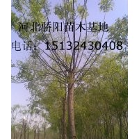 2012年速生柳價格
