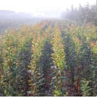 綠化及花卉苗（大量）：木瓜海棠，西府海棠，長壽冠，紫薇，櫻花